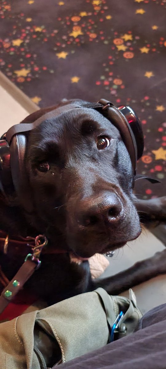 TheTzila's tweet photo. We went to the giant TV place again, but the movie they watched was louder and longer than the last one. Whatevs. I got movie snacks, so it's ok. The seats seemed pretty clear of zombs this time. 🐕🦺
@Bananas4B #zshq #servicedog #muttmuffs #IgnoreMeImWorking #workingdog https://t.co/qRms0i6DYb