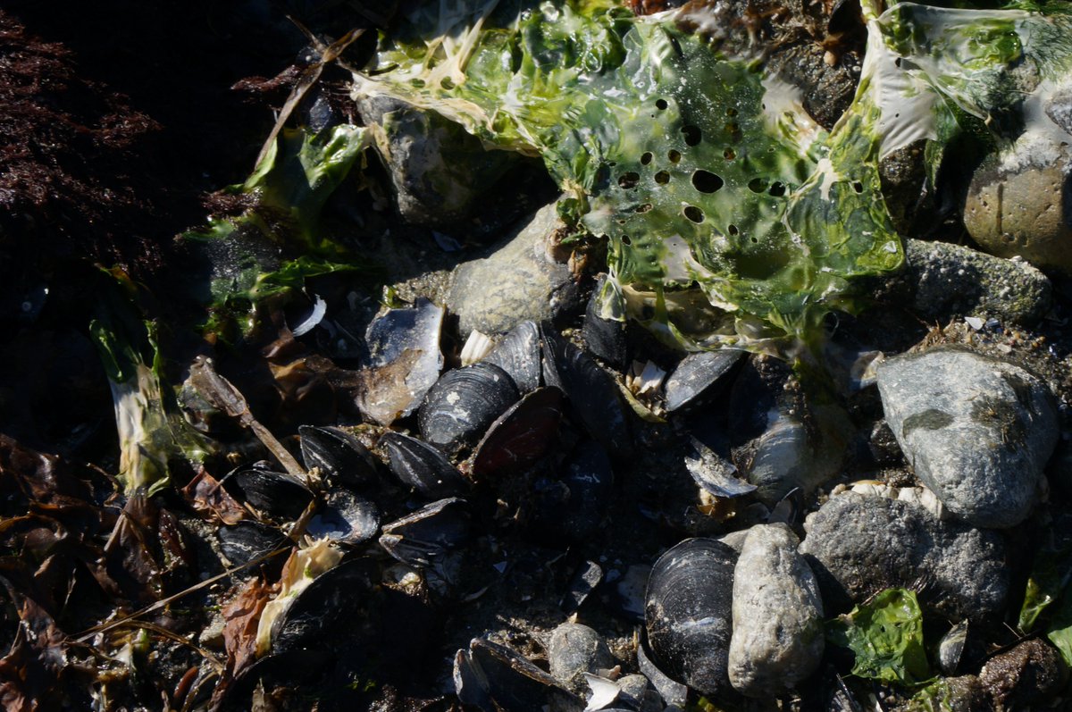 jaceksmolicki's tweet photo. Today @#Streams2021 I'll take the audience for an (un)soundwalk through intertidal soundscapes composed by the strongest teeth on the planet, acorn barnacles, propellers, steam, metal detectors, canons, hungry seagulls &amp; petroleum industry @StreamsKTH #rhythmanalysis #timescapes https://t.co/dAxOIAMURZ
