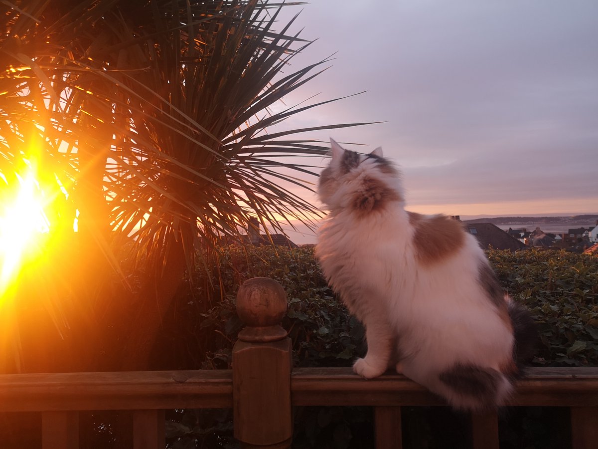 info_specific's tweet image. 🐱Here's our Marketing Officer's #cat soaking up some morning rays...

📸Have you got any #animal #SolarSnaps we can share? Send them to our inbox!