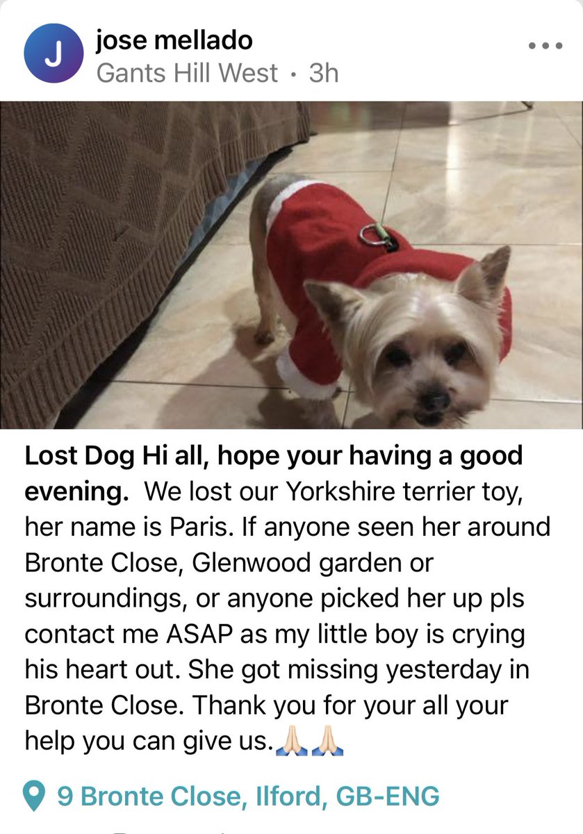 Please share to get this little one home safe #lostdog #gantshill
