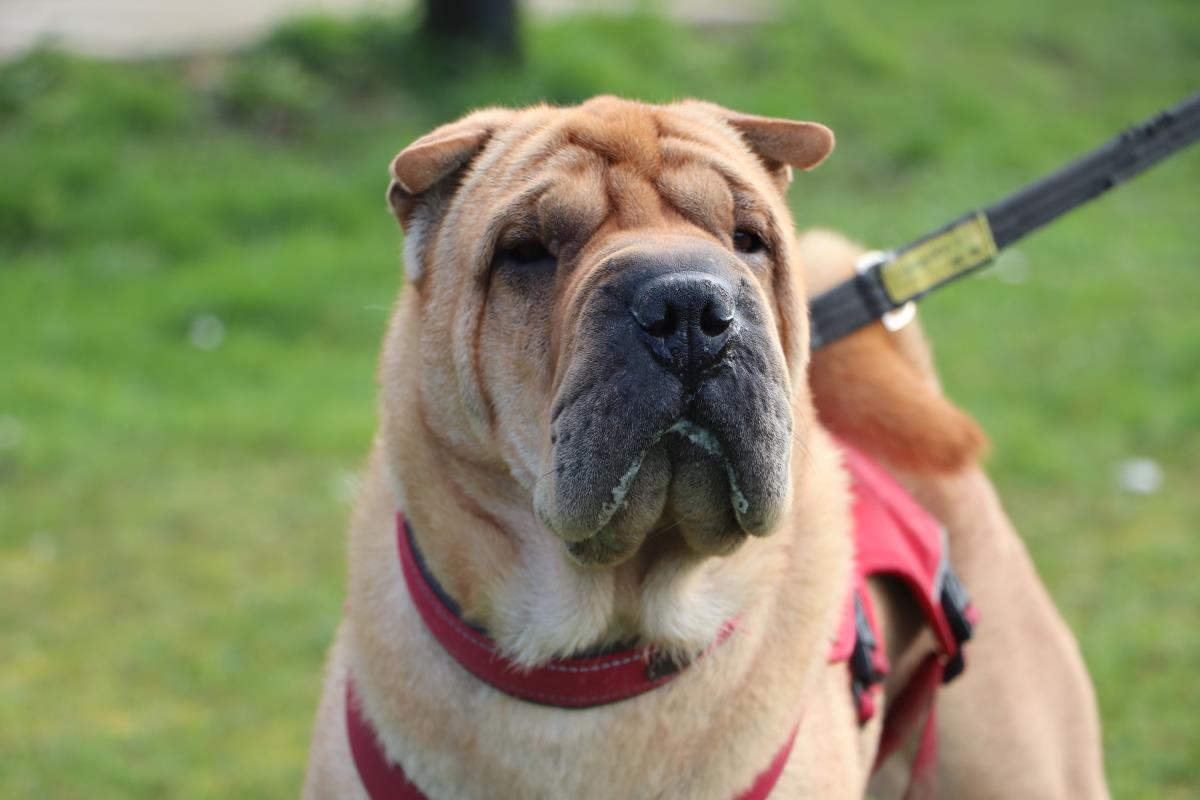 Please retweet to help Tye find a home #LONDON 

 Affectionate Shar pei aged 8, likes walks, good in the car and housetrained, wants an adult home as only pet and a garden he can play in 
see full details  👇dogstrust.org.uk/rehoming/dogs/…
#dogs #pets #England #UK #Sharpei