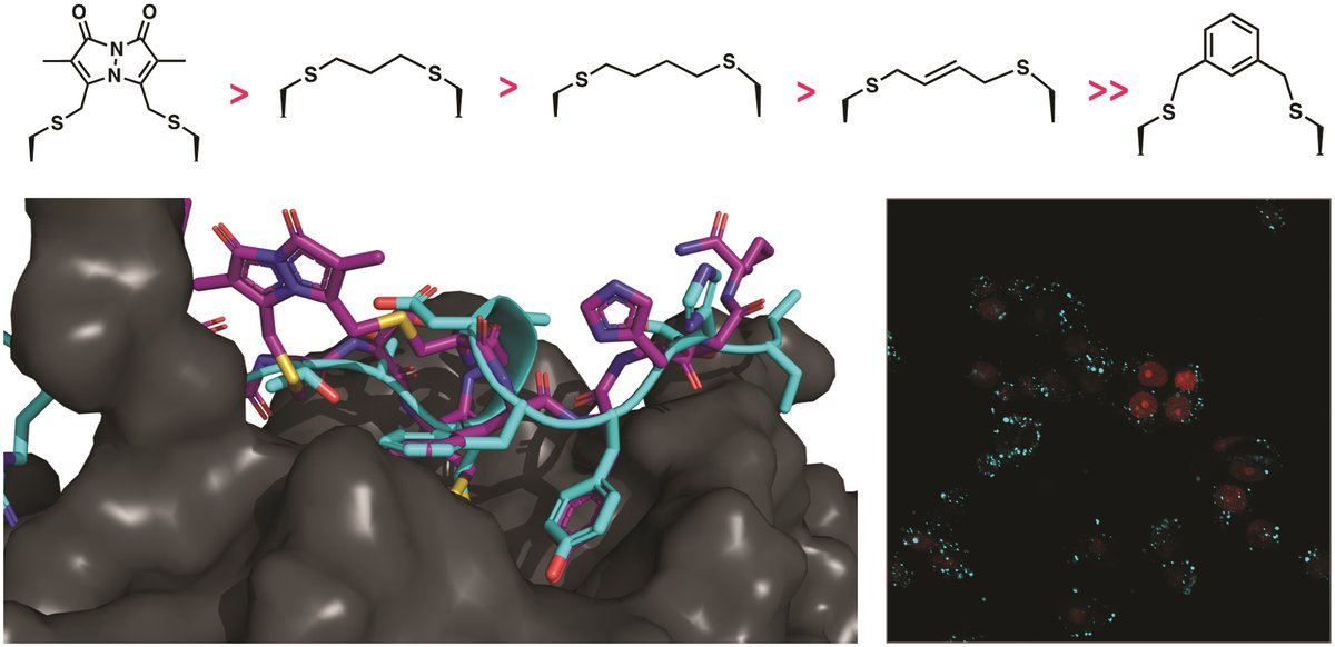 RSC Chemical Biology (@rsc_chembio) on Twitter photo 🔥 New advance article for RSC Chemical Biology! 🔥 Andrew Abell, <a href="/BruningLab/">Bruning Structural Lab</a> et al <a href="/UniofAdelaide/">Uni of Adelaide</a> exploring a cell permeable bimane-constrained PCNA-interacting #peptide! #chembio #bimane
🧐 Read the #TransparentPeerReview #OpenAccess article 👉ow.ly/6cEG50FIwyp 🔥 New advance article for RSC Chemical Biology! 🔥 Andrew Abell, <a href="/BruningLab/">Bruning Structural Lab</a> et al <a href="/UniofAdelaide/">Uni of Adelaide</a> exploring a cell permeable bimane-constrained PCNA-interacting #peptide! #chembio #bimane
🧐 Read the #TransparentPeerReview #OpenAccess article 👉ow.ly/6cEG50FIwyp