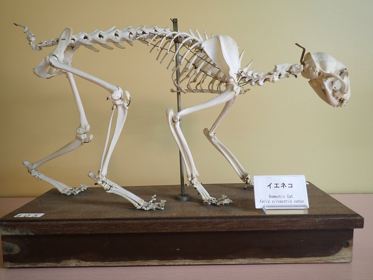 8月8日は #世界ネコの日。当館で展示中のイエネコの骨格標本は、科学