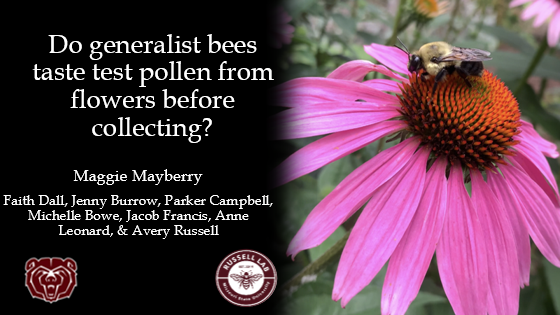 DrAverbee's tweet photo. I'm late to the party, but come catch the #RussellLab at #ABS2021!
Both @maggiebaymerry, a first year graduate student with the lab, and myself will be presenting brand new #bee research happening at @MissouriState @CNASatMSU!
Come see us at 10am ET and 7pm ET this Friday! https://t.co/uOzJhTxvXU