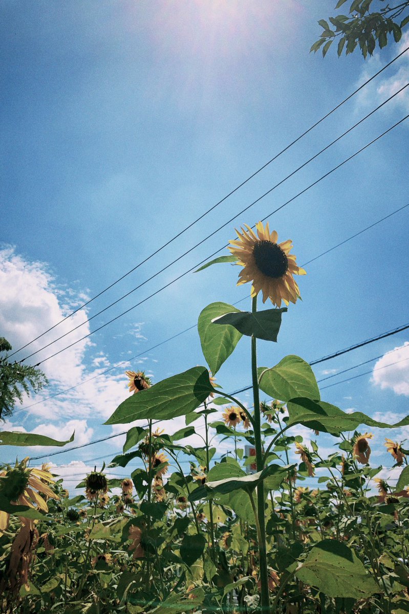 yoiidome's tweet photo. なつうううう🌻 https://t.co/gXTZAokWMA