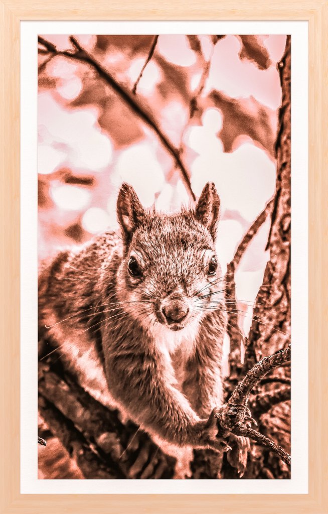 LaneStrannik's tweet photo. Дратути! 🐾 Чем угощаете?.. 🌰🌰🌰
Белка. Своей собственной пушистой персоной.
#Здравствуйте #Hello #नमस्ते #こんにちは #สวัสดี #Bonjour #hi #Saluton #Hola #Luv4Wilds #LunchTime #обед #белка #ВремяПообедать #squirrel #NaturePhotography https://t.co/aQaUl2iULv