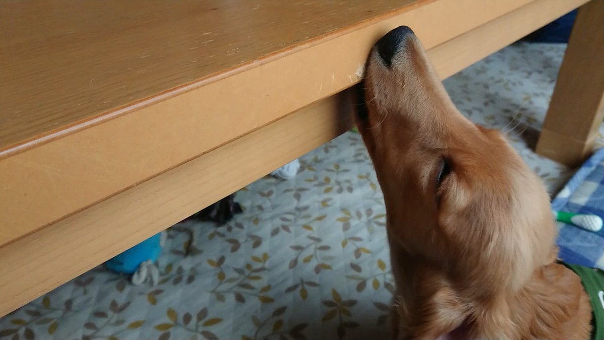 Mダックスゴールド 空丸 tweet media