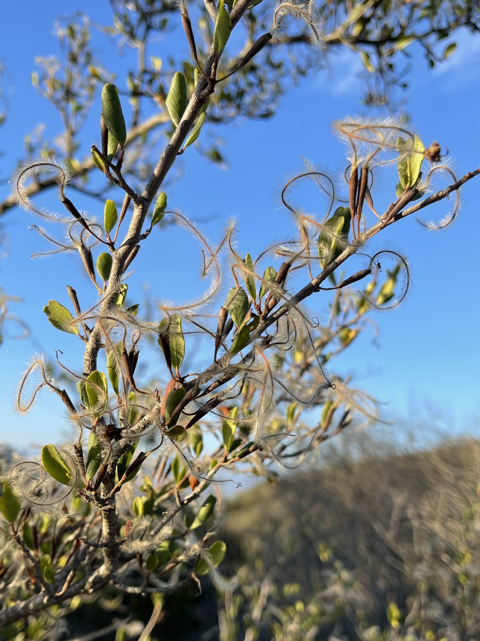方舟子on Twitter 今日所见野花 光滑叶山红木 Smooth Mountain Mahogany 南方香蒲 Southern Cattail 白花草木樨 White Sweet Clover 红灌木猴花 Red Bush Monkey Flower T Co Xhtze3rn9z Twitter