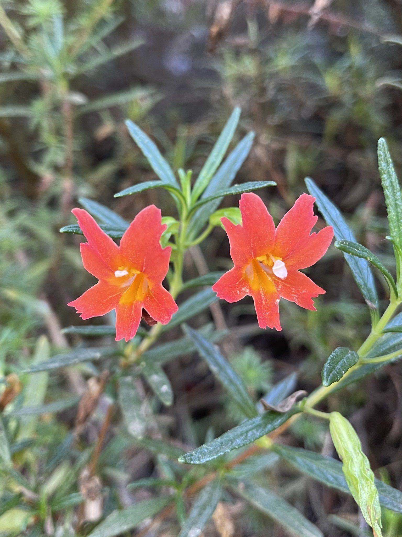 方舟子on Twitter 今日所见野花 光滑叶山红木 Smooth Mountain Mahogany 南方香蒲 Southern Cattail 白花草木樨 White Sweet Clover 红灌木猴花 Red Bush Monkey Flower T Co Xhtze3rn9z Twitter