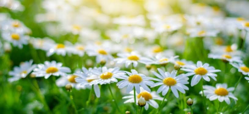 Avargas2403's tweet photo. In times of stumbling and lessons that leave you great teachings
It give you the opportunity to acquire knowledge wisdom and experience
Then comes peace and calm🌼
Enjoy those moments because it was only the wind opening your way to life 🍃
Happy way🌼 to all 💚#LoveFromPeru 💚🌼 https://t.co/XyrPhmdaO0