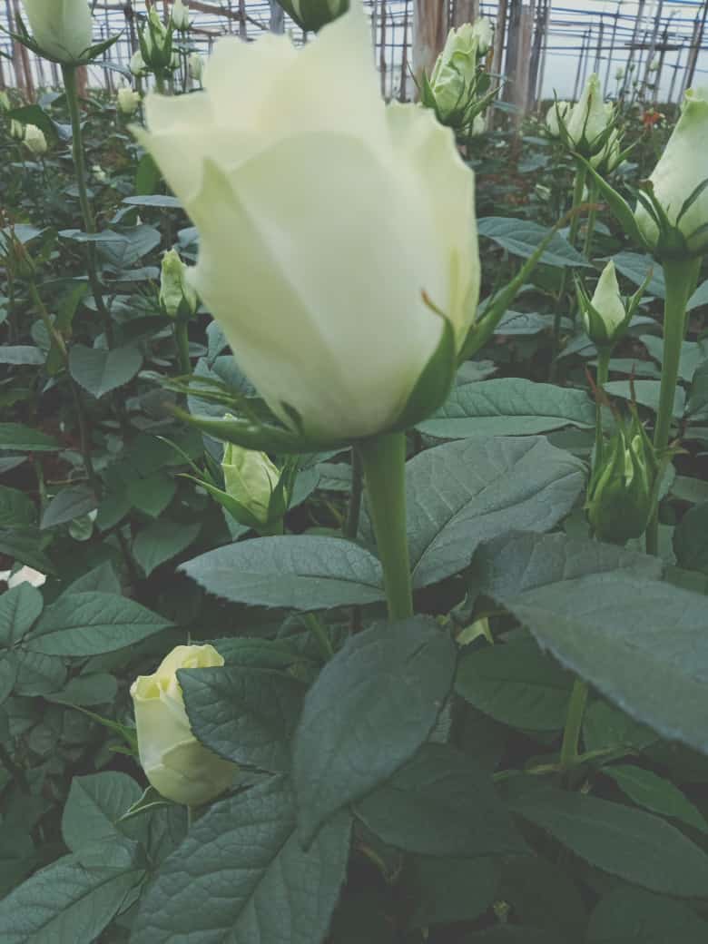AgritecnoEast's tweet photo. #Agriful helps in achieving the desired head size, stem length and the number of stems.
It increases the availability of nutrients in your media hence to the plant.
#AgritecnoEastAfricaProducts
#organicfeterlizers https://t.co/yuZ8a2WEQN