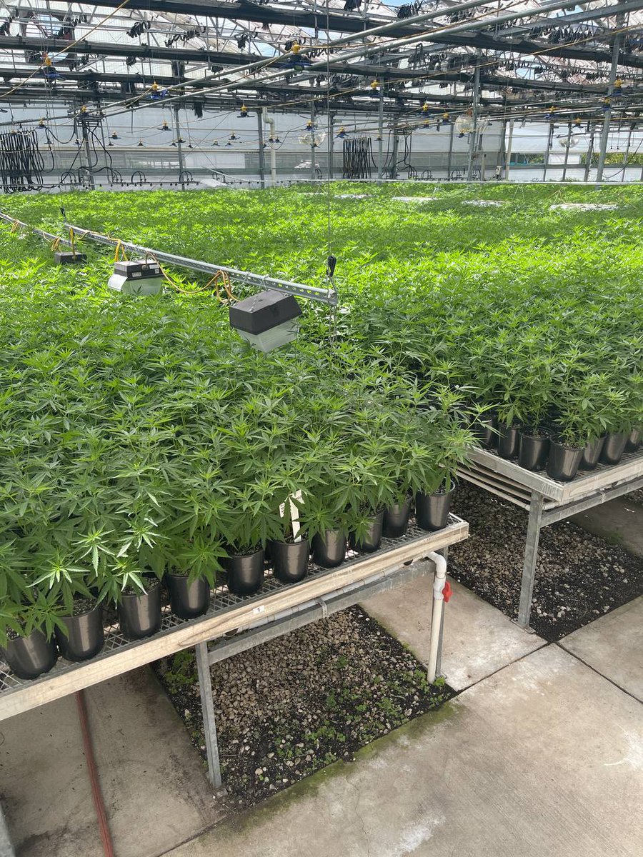 jamesha88838301's tweet photo. $CATV Strong. 167,000 sq ft green house, products on the shelves, new products under development, Rock star CEO, All that we're waiting for is the CE to be removed so the company can flourish. https://t.co/zzPItssd4C