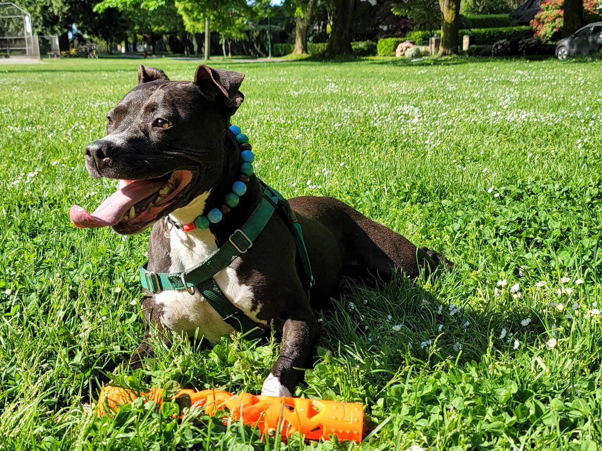 abreadaffair's tweet photo. @RJay129 @jess_mc Bless that pittie smile https://t.co/eFnKrD7NrC