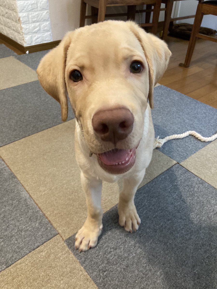 レッド (@peach88a) / Posts / X