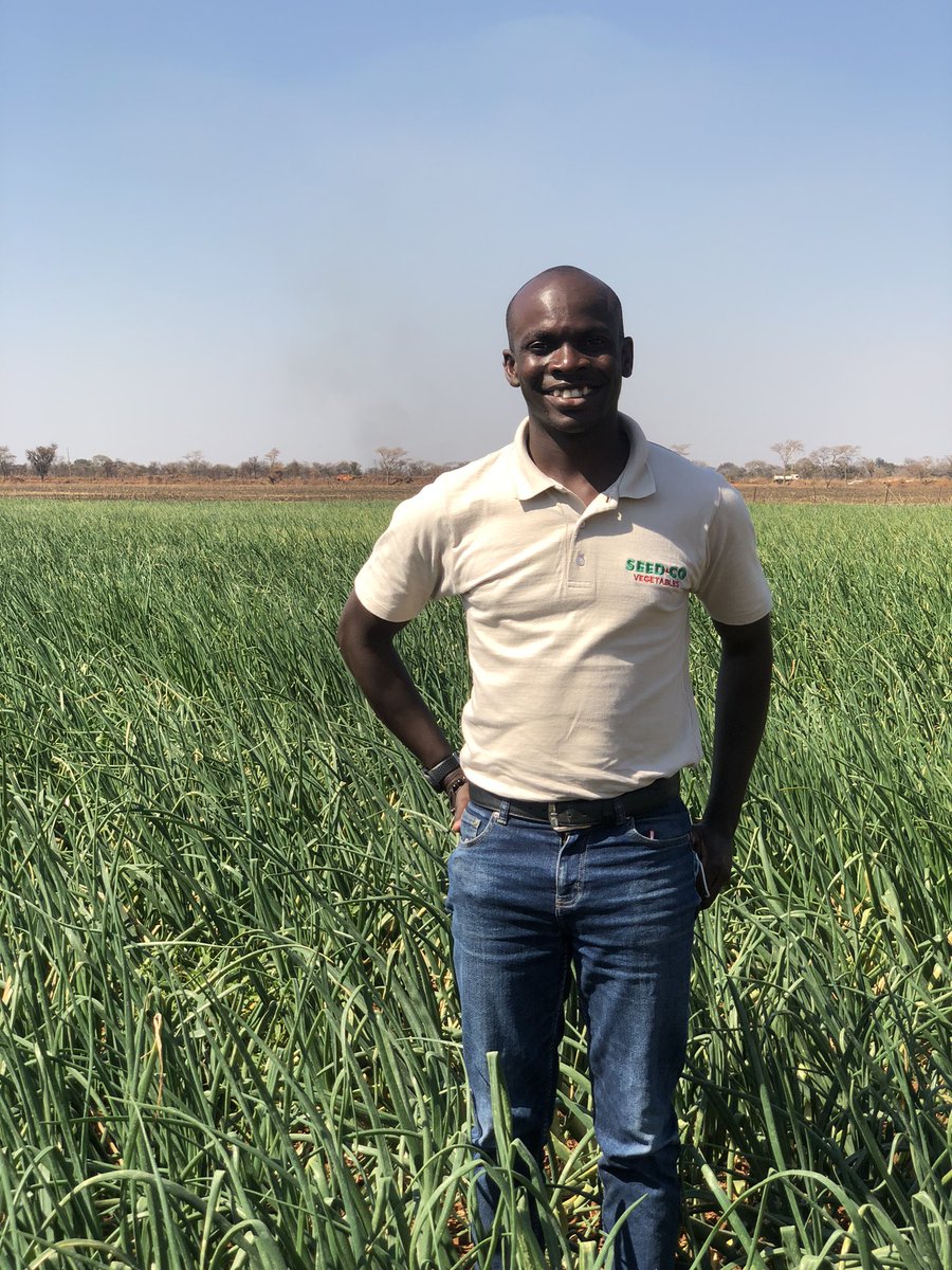 Fran_Mapindani's tweet photo. Starting up an Agribusiness enterprise is not an easy feat. It takes time, money and consistency in motivation to get the operation running efficiently. Be ambitious and have a vision but appreciate that the growth process is a step by step one. 

Variety: Seed Co Onion Dina F1 https://t.co/GLz4T9WSYU