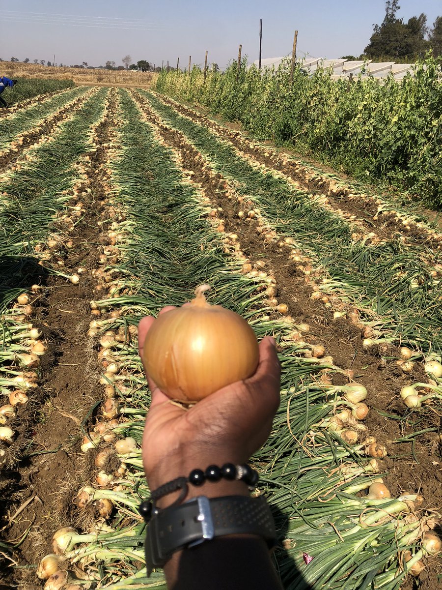 Fran_Mapindani's tweet photo. Starting up an Agribusiness enterprise is not an easy feat. It takes time, money and consistency in motivation to get the operation running efficiently. Be ambitious and have a vision but appreciate that the growth process is a step by step one. 

Variety: Seed Co Onion Dina F1 https://t.co/GLz4T9WSYU