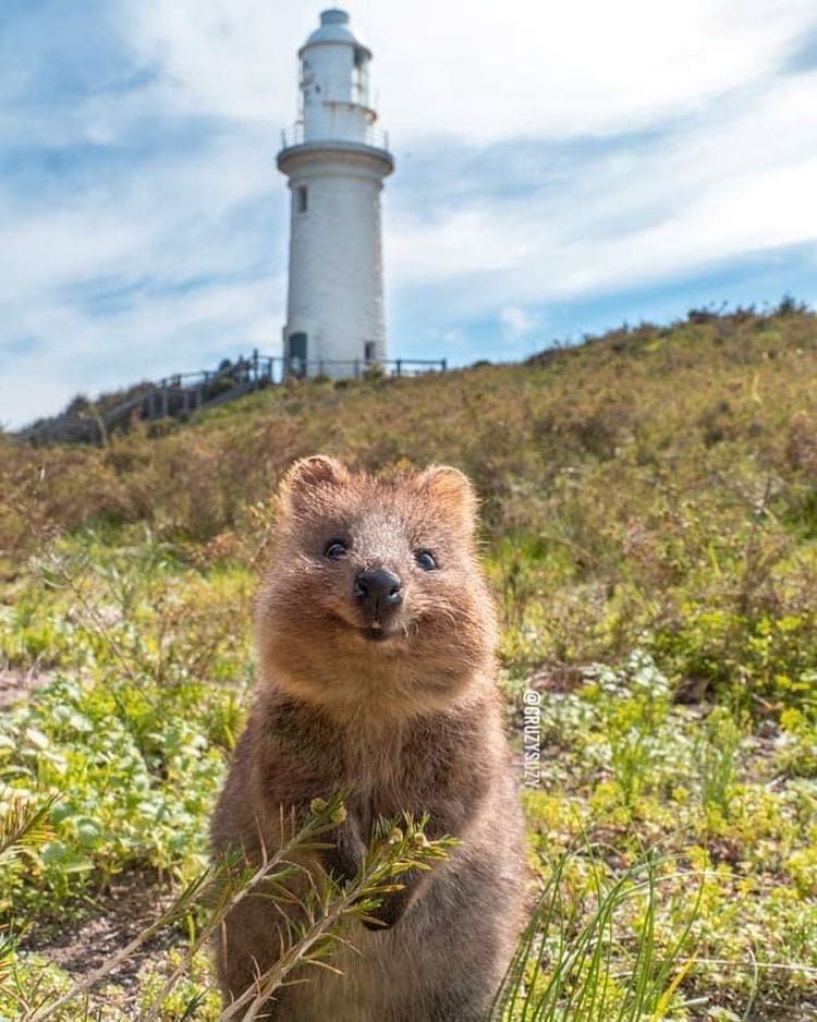 quokkaeveryhour's tweet photo. https://t.co/g97elYXqxX