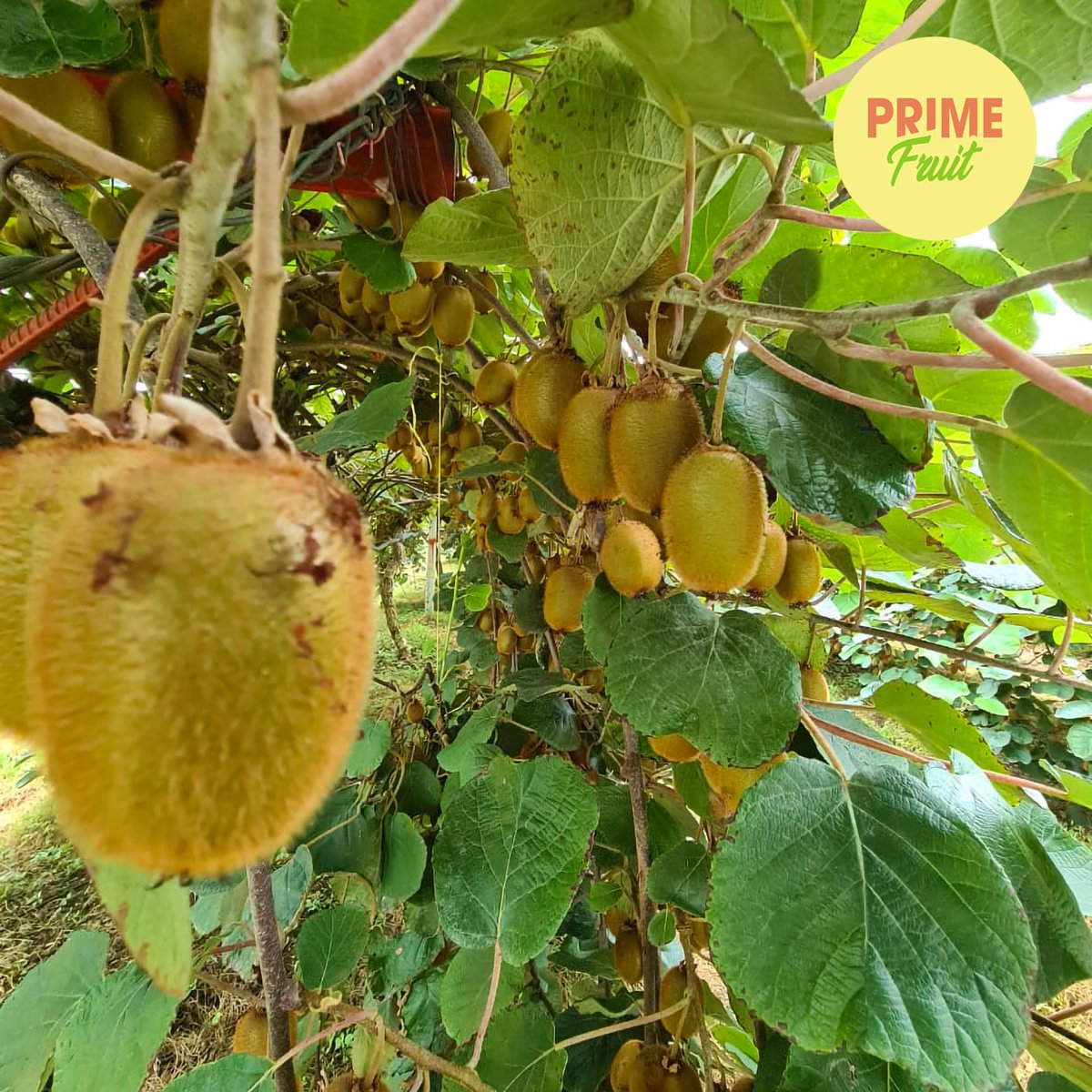 Did you know that #kiwifruit is considered as a REAL SUPERFOOD? 🥝🥝🥝
And it’s backed by Science! 😮
A kiwifruit has almost double the amount of vitamin C than an orange! 

#dxblife #UAE
#mydubailife #dxblife🇦🇪 #DubaiLife #dxb
#FruitDeliveryDubai #DubaiFruitDelivery #mydubai🇦🇪