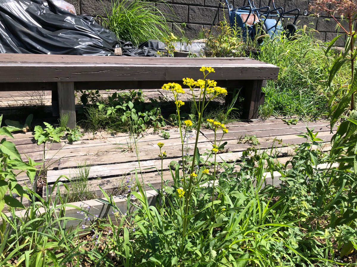 kanadokoro's tweet photo. 【今日のカナドコロ】
こんにちは😊
今日はトカゲやセミなど夏ならではの生き物に遭遇しました👀たくさんいるので虫取りに来てみてください🦗

※台風の影響でフラクタル日除けを閉じております。遊ぶ時は熱中症に気をつけてください💦

#カナドコロ #新百合ヶ丘 #金程 #広場 #endolab https://t.co/GjGYRfmdot