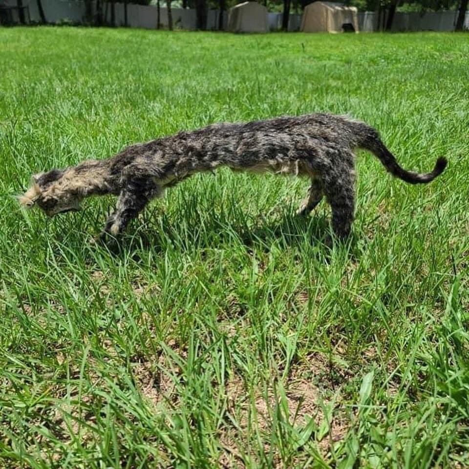 Crap Taxidermy (@craptaxidermy) on Twitter photo 