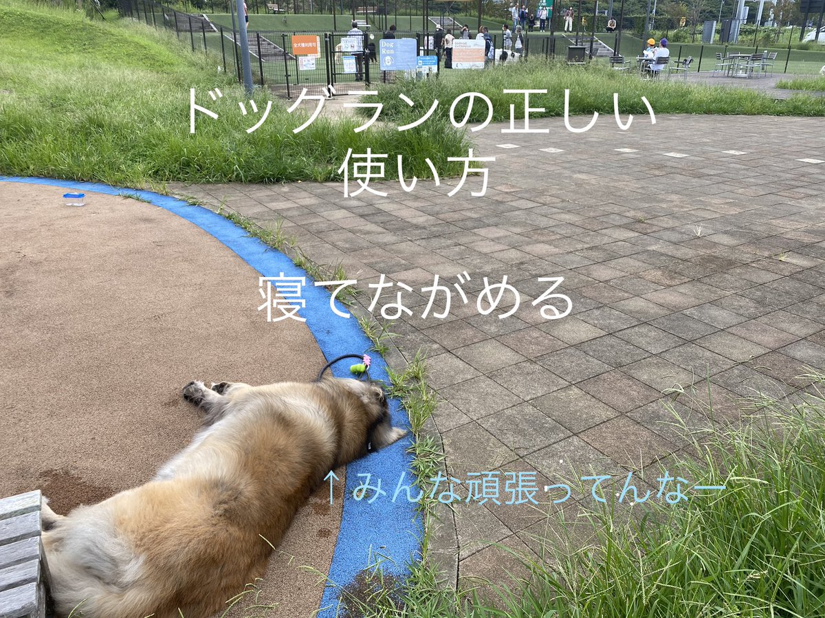 レオンベルガージャンパ Jamppatheleo Twitter レオンベルガージャンパ Jamppatheleo Twitter