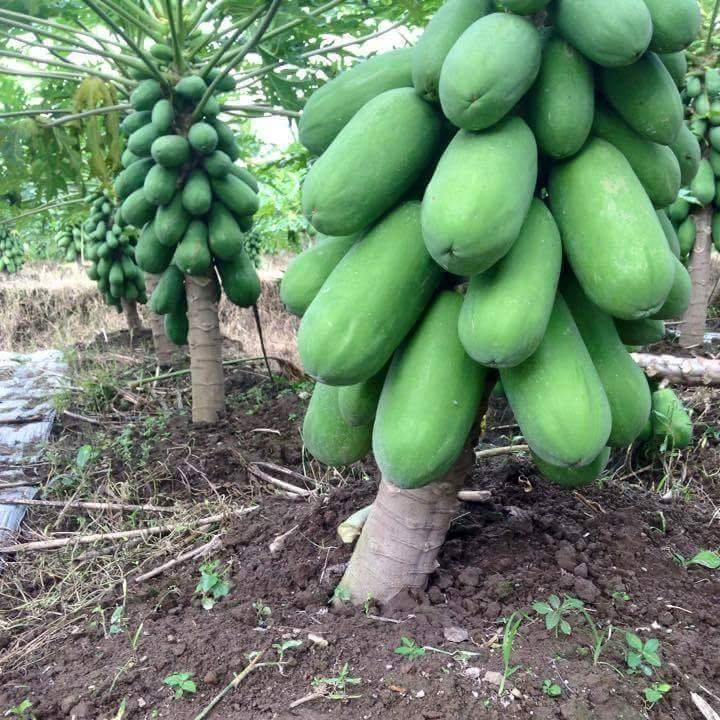 Frutunda's tweet photo. Papaya grows best in light, well-drained soils rich in organic matter with soil pH of 6.0-6.5. It can tolerate any kind of soil provided it is well-drained and not too dry. The roots are very sensitive to water logging and even short periods of flooding can kill the plants. https://t.co/64M0u8LZ9w
