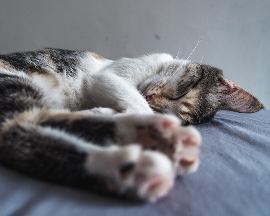 猫の睡眠時間はどれくらい 眠りに関するお悩み10選も獣医師が解説