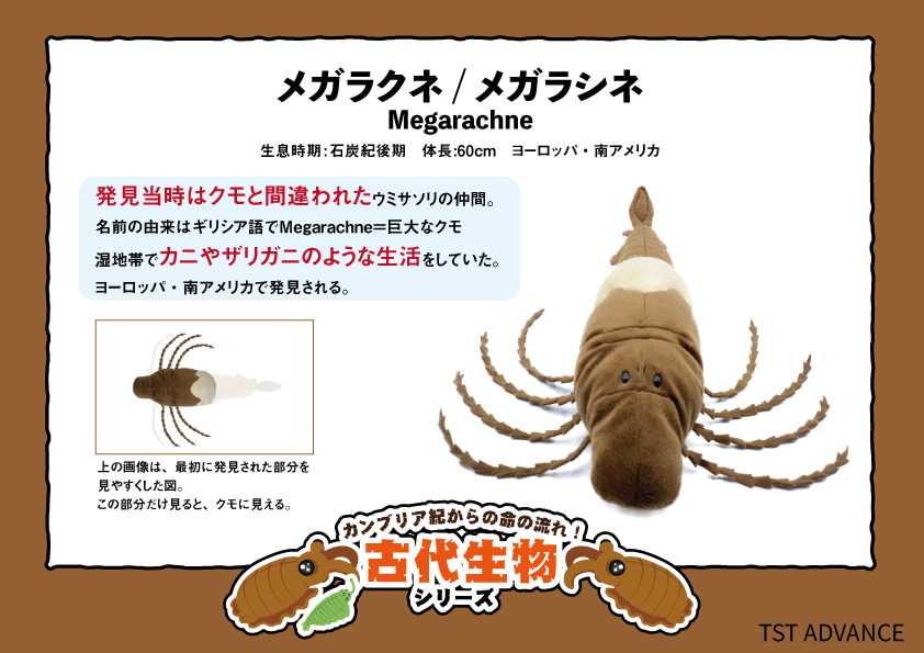 Megarachne Twitter Search Twitter