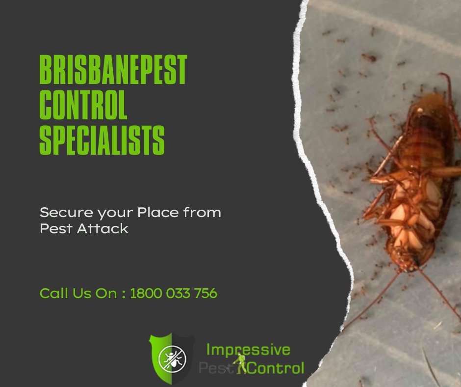 impressivepest's tweet photo. Are you here to find out the solution to get rid of pest at an affordable pricing at Brisbane? We are here to help you out from this issue with Effective Pre-Purchase Pest Inspection 

https://t.co/GEwHGOrKcb

#pestcontrol #termitecontrol #pestmanagement #bugs  #Brisbane https://t.co/R0VBOagZb5