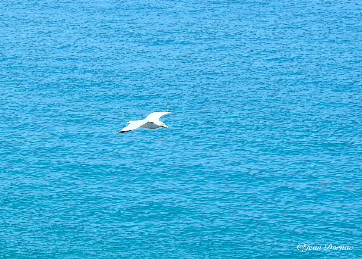 JeanDornac's tweet photo. Vole au-dessus des flots, toi, l’oiseau blanc ! Tu sais où tu vas, tu sais ce que je ne sais pas, mais pourquoi n’ai-je pas comme toi, des ailes ? #vole #flots #oiseau #blanc #ailes #cap #Fréhel #CôteArmor #Bretagne #France https://t.co/Jk7shISKwk