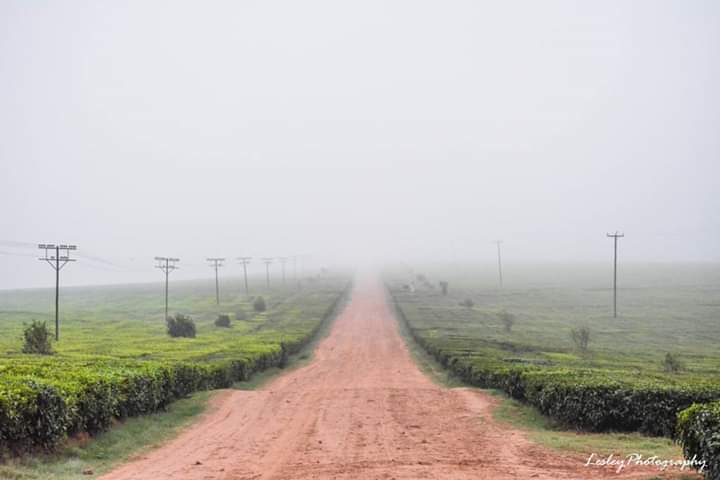 Honde Valley Sightings®️ tweet media