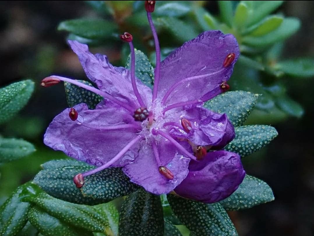 RCM_Group's tweet photo. Rhododendron violaceum . A wonderful late-season colour from this rhododendron. This plant blooming for Kurt Hansen in Kyborg, Denmark #rhododendron #rhododendrons #rhododendroncamelliamagnolia #rcmgroup #flowers #flowersofinstagram #rhs #plantsofinstagram #detaIl #denmark https://t.co/K7q1XkDvRP