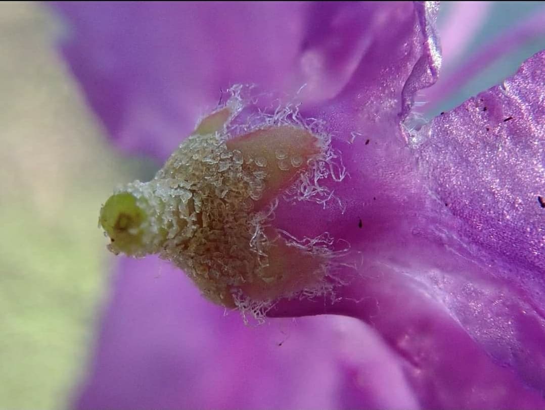 Rhododendron violaceum . A wonderful late-season colour from this rhododendron. This plant blooming for Kurt Hansen in Kyborg, Denmark #rhododendron #rhododendrons #rhododendroncamelliamagnolia #rcmgroup #flowers #flowersofinstagram #rhs #plantsofinstagram #detaIl #denmark