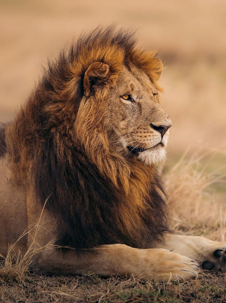 Have a strong mentality like the lion in the Maaasai Mara 
Photo credit @emmettsparling