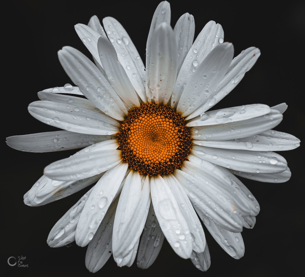 photorox_art's tweet image. #FridayVibes