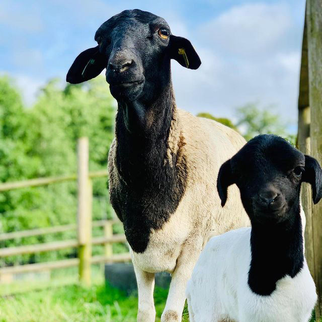 JimmysFarmMag's tweet photo. Have you had a chance to see the baby somali sheep at Jimmy's farm??
Why not take a visit and tag us in your photos!
#farmlife#farmanimals #dayatthefarm #jimmysfarmandwildlifepark #jimmysfarmmag #suffolkfarm #jimmysfarm #suffolkbusiness #suffolk #sheep https://t.co/lAGtb6xH1q