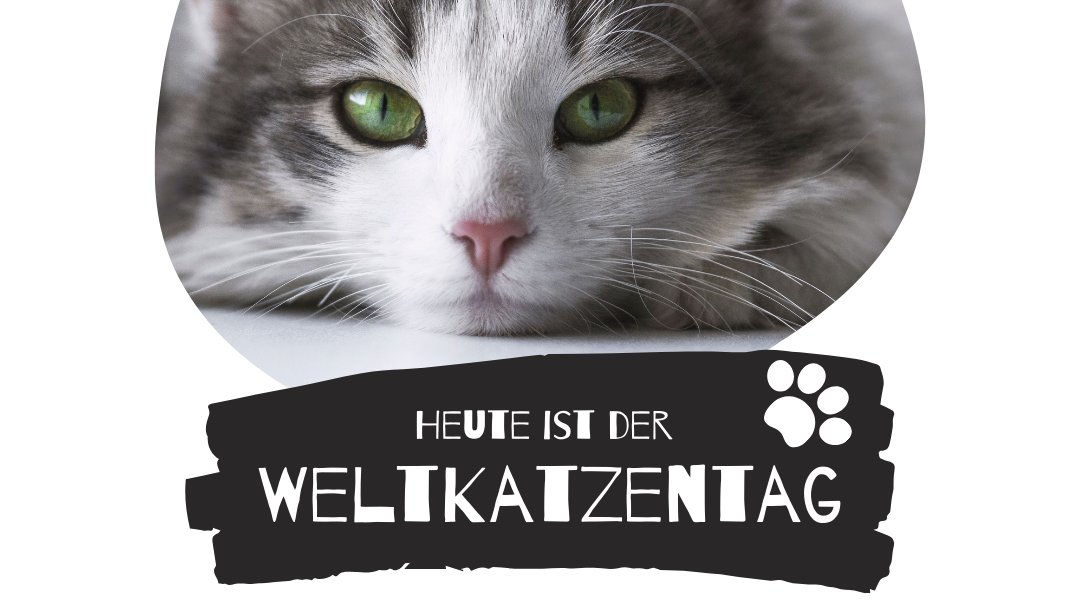 RautenbergMedia's tweet photo. Heute ist #Weltkatzentag 🐱 Habt ihr auch eine #Fellnase zu Hause? Wir freuen uns über eure Fotos in den Kommentaren! 😊 #Katze #Haustier #Katzenliebe https://t.co/Mt4xsyOsqw