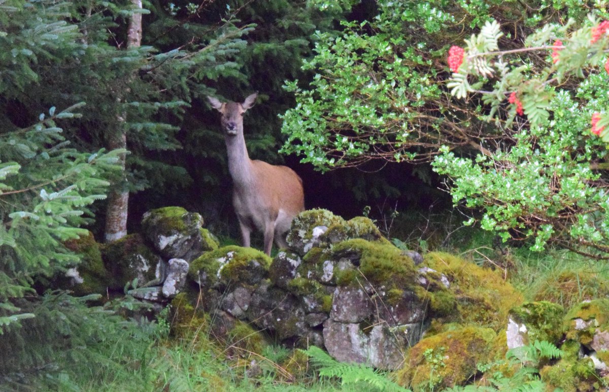 GweebarraG's tweet photo. @NipperMads @Orsted @OrstedDK @EamonRyan @coilltenews
Maidin mhaith Mads! God morgen! Your bully boys don't scare us.
We have #nature on our side.
#Stoppe #Ørsted #STAD https://t.co/nHLg1WbZ2u