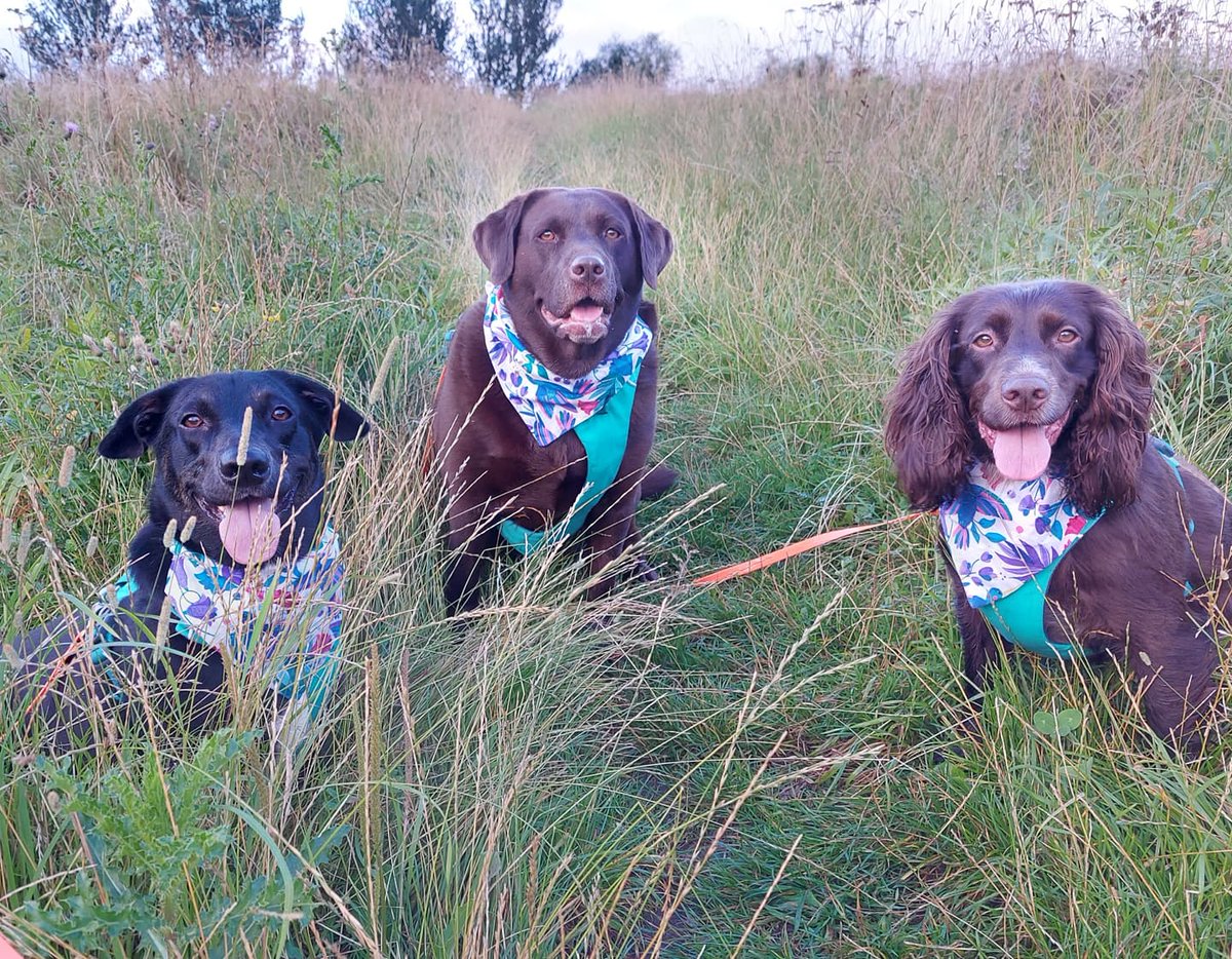 Based on the level of excitement any visit from dogs/ puppies has in the hospital I consider myself very lucky that this is how I start my day and these are the  faces that greet me when I get home. 🥰 🐾