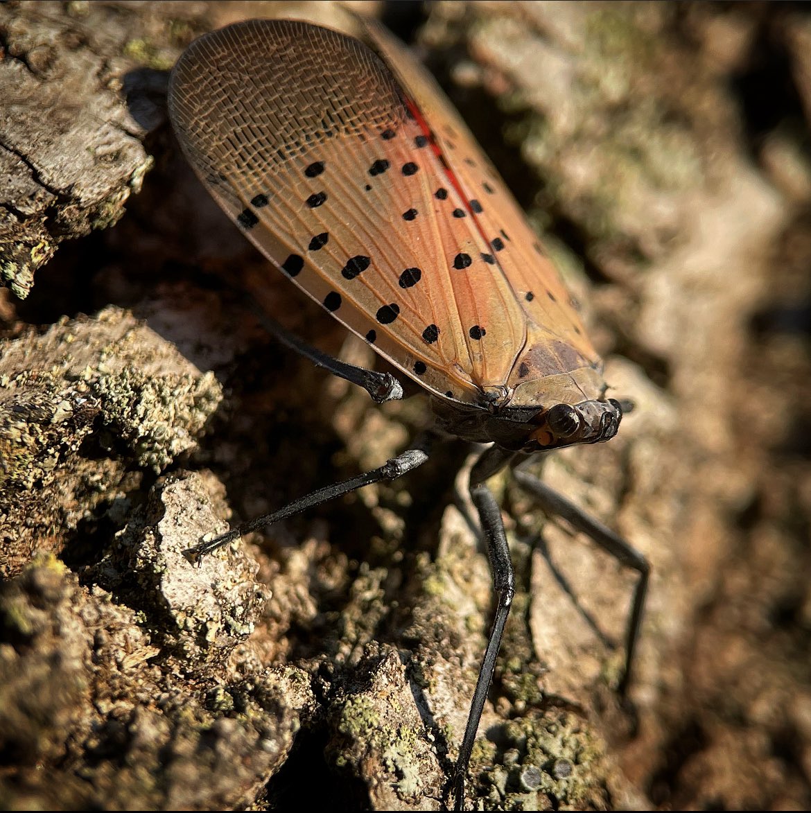elpapadelSPY's tweet photo. Spotted Lantern Fly π³ #bugdaddy #bugdaddynj #insectsofnj #bugsofnj #insectsoftheworld #wildlife #naturegeography #newjersey #buglivesmatter #entomology #macrophotography https://t.co/c5TK38r1WD