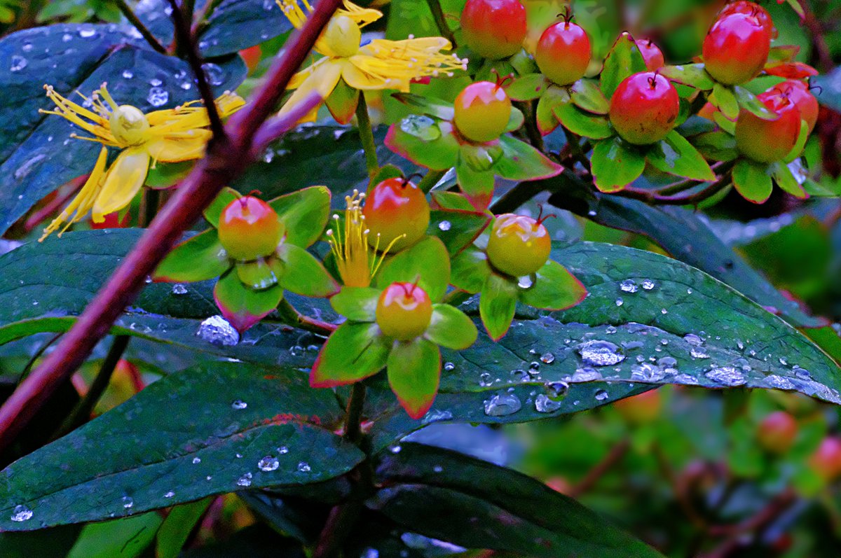 Pearly raindrops on St Johns wort 😊 #TwitterNatureCommunity  #NaturePhotography  #BBCWildlifePOTD  #ThePhotoHour #Flowers #FloraFantasy #FloraFauna @LensAreLive @MacroHour
 #worldofwilds #RainDrops