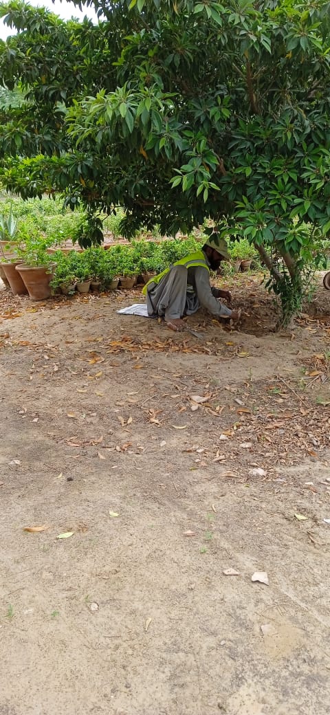 Dmccentralkhi's tweet photo. Planting a #Tree is planting a hope. Plantation isn't only the responsibility of #govt but the responsibility of each member of the society. 
Gardner busy in cleaning under supervision Director Parks Mr. Nadeem Hanif
5th Aug 2021
#dmccentralkarachi
@DCKhiCentral 
@TheTahaSaleem https://t.co/6eKbw2NGcW