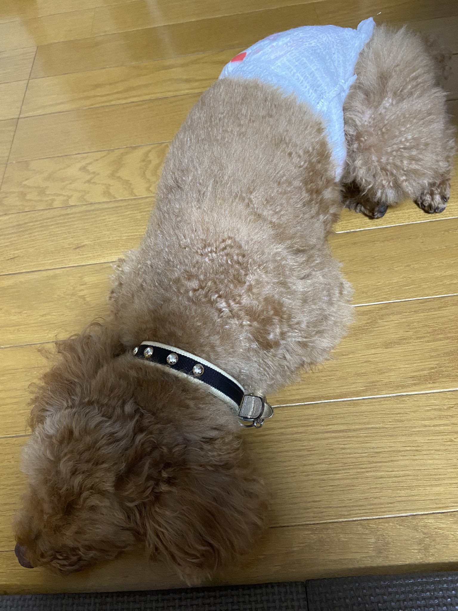犬膵炎 Twitter Search Twitter