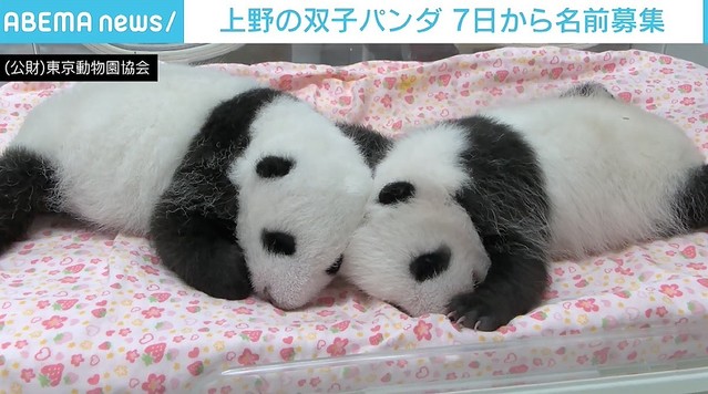 ライブドアニュース S Tweet 1000rt 順調に成長 上野動物園 双子パンダの名前を募集 名前の条件はカタカナ表記で9文字以内 ウェブサイトのほか 上野動物園や多摩動物公園などに設置される専用の箱から応募できる 期間は7日 日 Trendsmap ライブドアニュース S Tweet 1000rt 順調に成長 上野動物園 双子パンダの名前を募集 名前の条件はカタカナ表記で9文字以内 ウェブサイトのほか 上野動物園や多摩動物公園などに設置される専用の箱から応募できる 期間は7日 日 Trendsmap