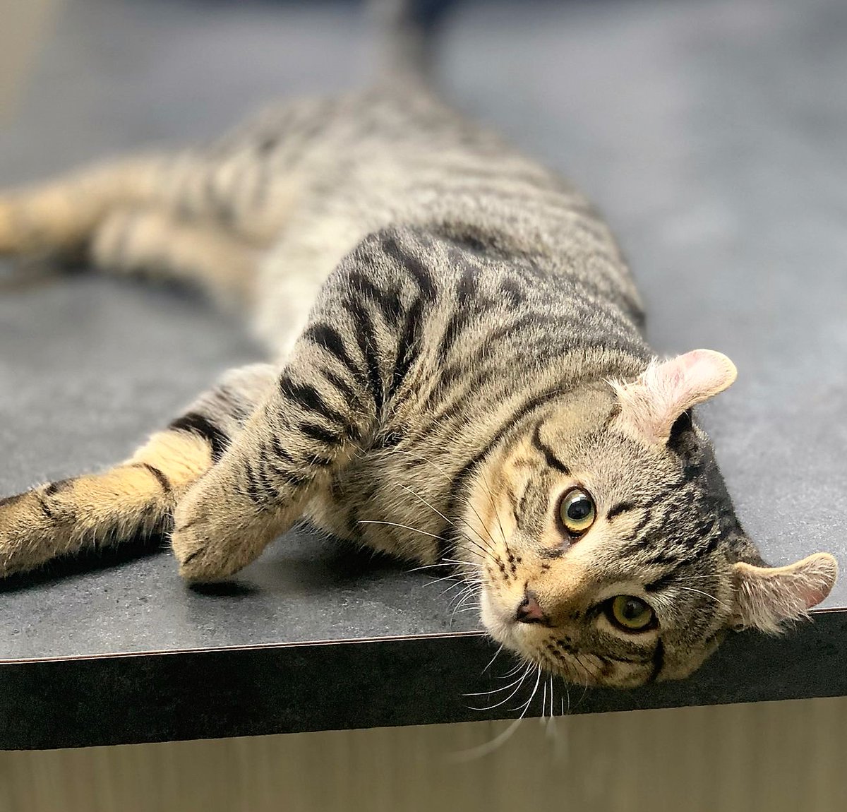 DrEllenKinzl's tweet image. Gucci, always looking for more shots for his portfolio. (Check out those ears!)
.
.
#photoshoot #catsinpictures #modelcat #reclining #toronto #torontocats #catstars #catlebrity #libertyvillage #veterinarian