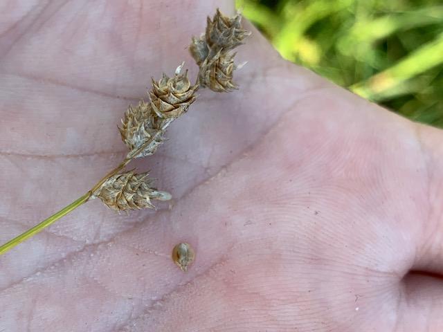 CraneTrustNVC's tweet photo. The Crane Trust also utilizes a greenhouse to grow important pollinator plants like milkweed until they are ready. Do you know of an area that could use some native plants such as an unsightly ditch? Follow the link to make a seed bomb! https://t.co/YRfQcSTWxD 
#thecranetrust https://t.co/cOeFYJRM5q