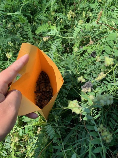 CraneTrustNVC's tweet photo. The Crane Trust also utilizes a greenhouse to grow important pollinator plants like milkweed until they are ready. Do you know of an area that could use some native plants such as an unsightly ditch? Follow the link to make a seed bomb! https://t.co/YRfQcSTWxD 
#thecranetrust https://t.co/cOeFYJRM5q