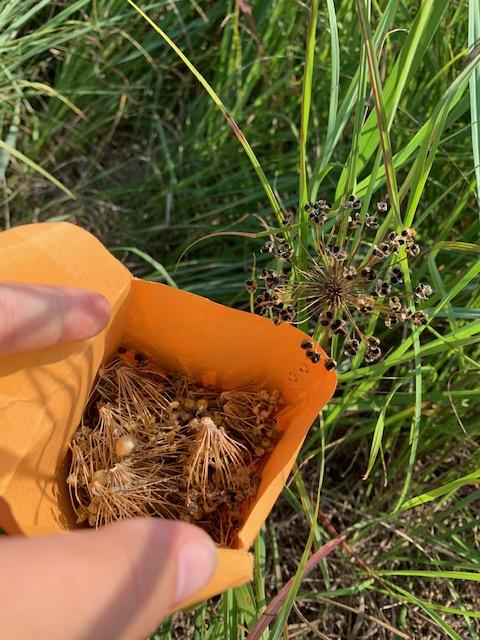 CraneTrustNVC's tweet photo. The Crane Trust also utilizes a greenhouse to grow important pollinator plants like milkweed until they are ready. Do you know of an area that could use some native plants such as an unsightly ditch? Follow the link to make a seed bomb! https://t.co/YRfQcSTWxD 
#thecranetrust https://t.co/cOeFYJRM5q