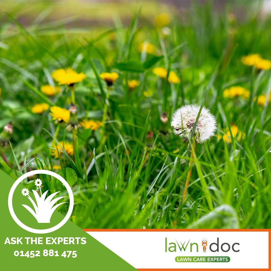 Lawn Doc tweet media
