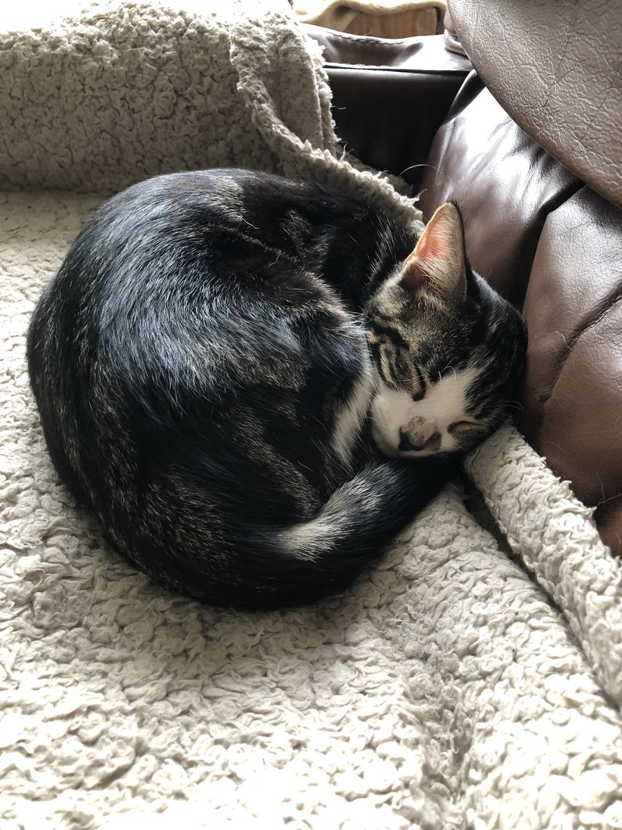 1974JCS's tweet photo. It’s raining, he’s sleeping ❤️ #littens #kittensoftwitter https://t.co/ct34LVp8Qh